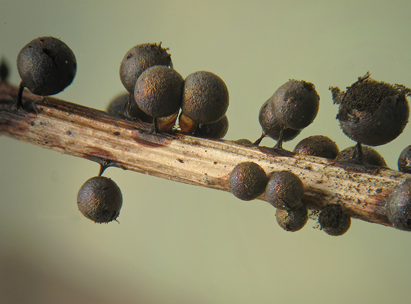 Lamproderma sauteri?